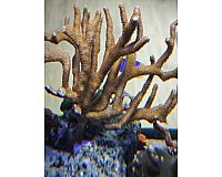 Korallen Ableger SPS LPS und Scheibenanemonen Meerwasser