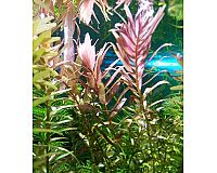 Indische Rotala, Aquariumpflanze, Versand/ Abholung