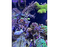 Korallen Ableger günstig Acropora LPS SPS