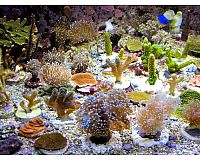 Korallenableger